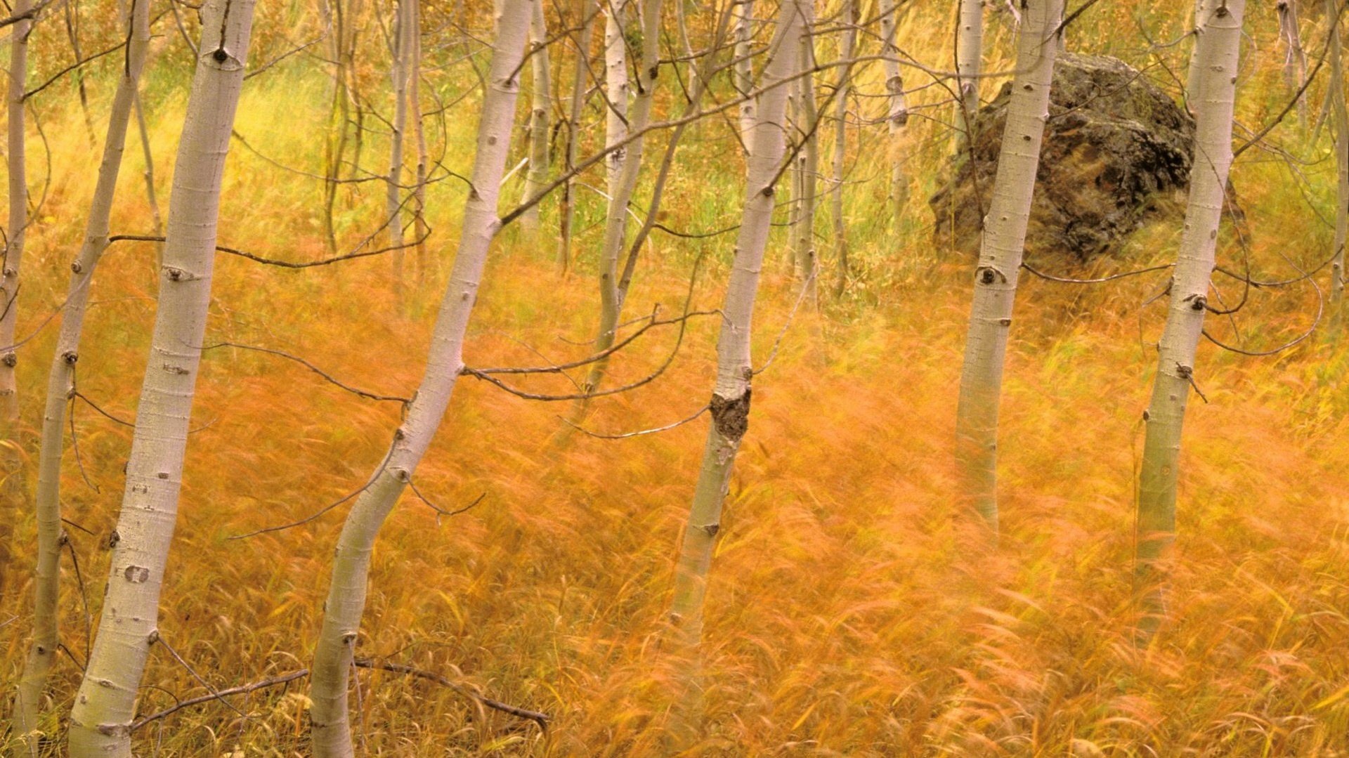 tapis jaune écorce blanche bosquet de bouleau automne forêt