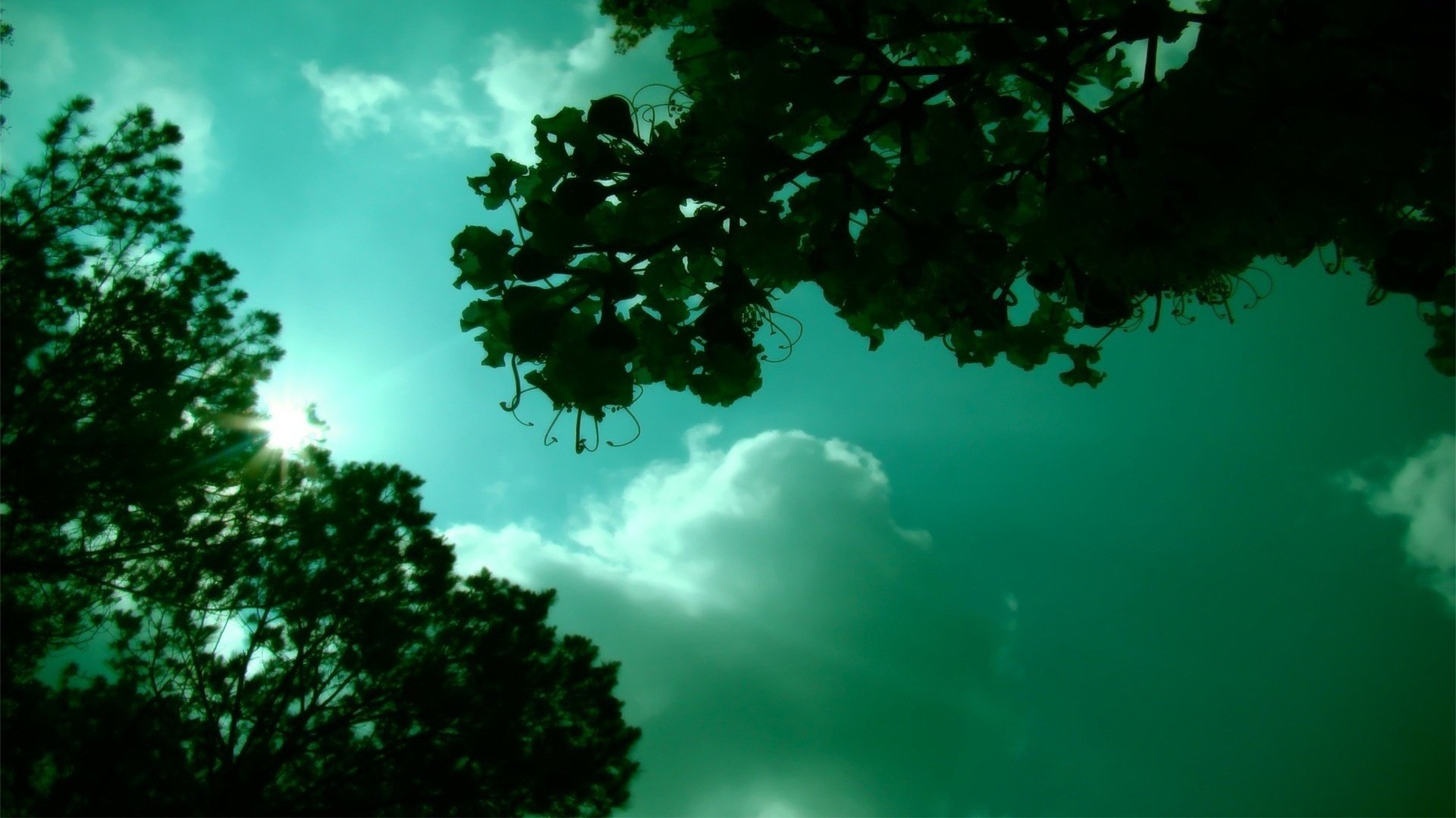 leaves in the sky rays of light branches the sky clouds rays the sun bottom view nature landscape