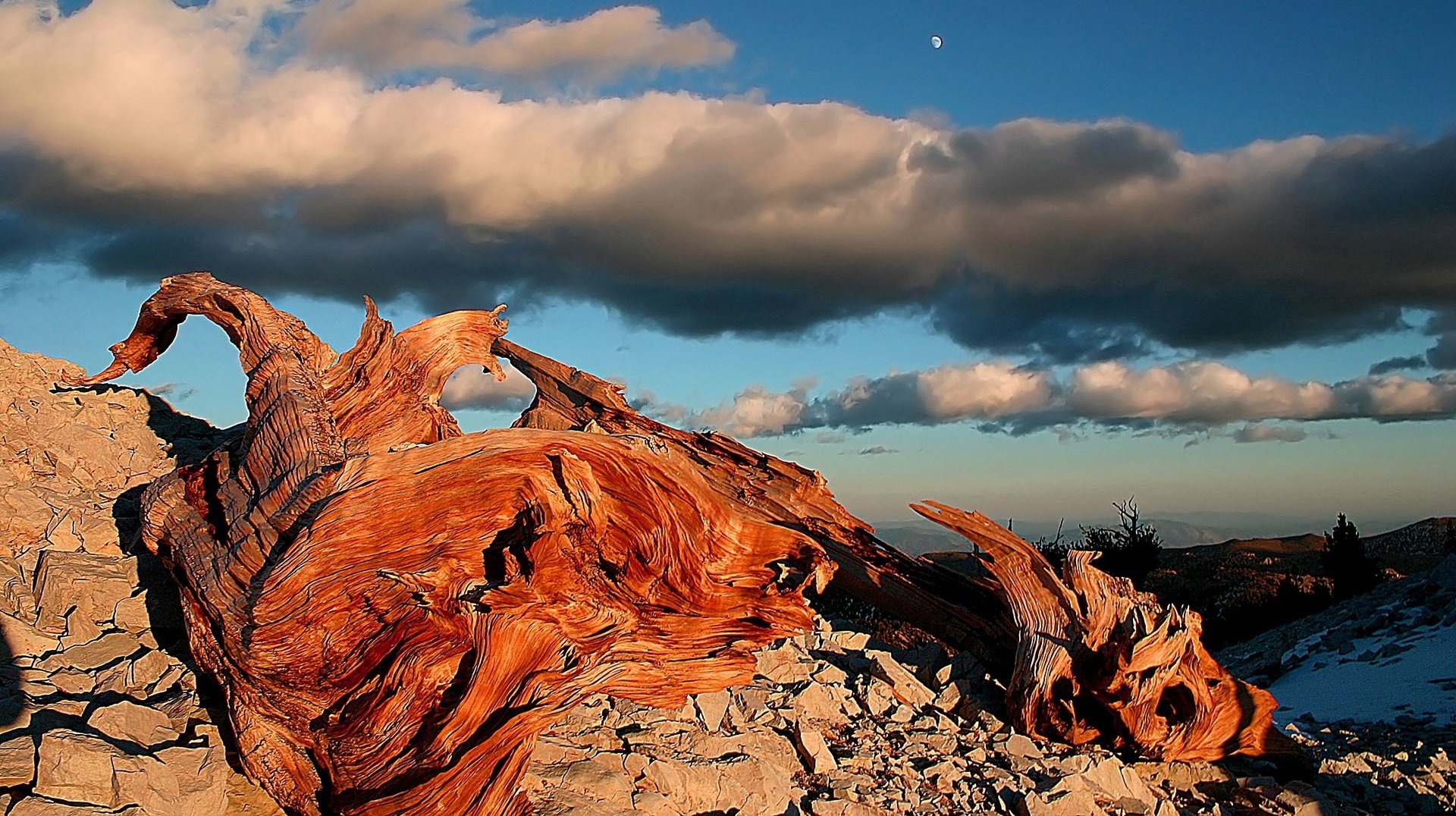 dry pebbles pieces of wooden fragments gray clouds sky moon evening tree relief landscape nature landscape stones cloud