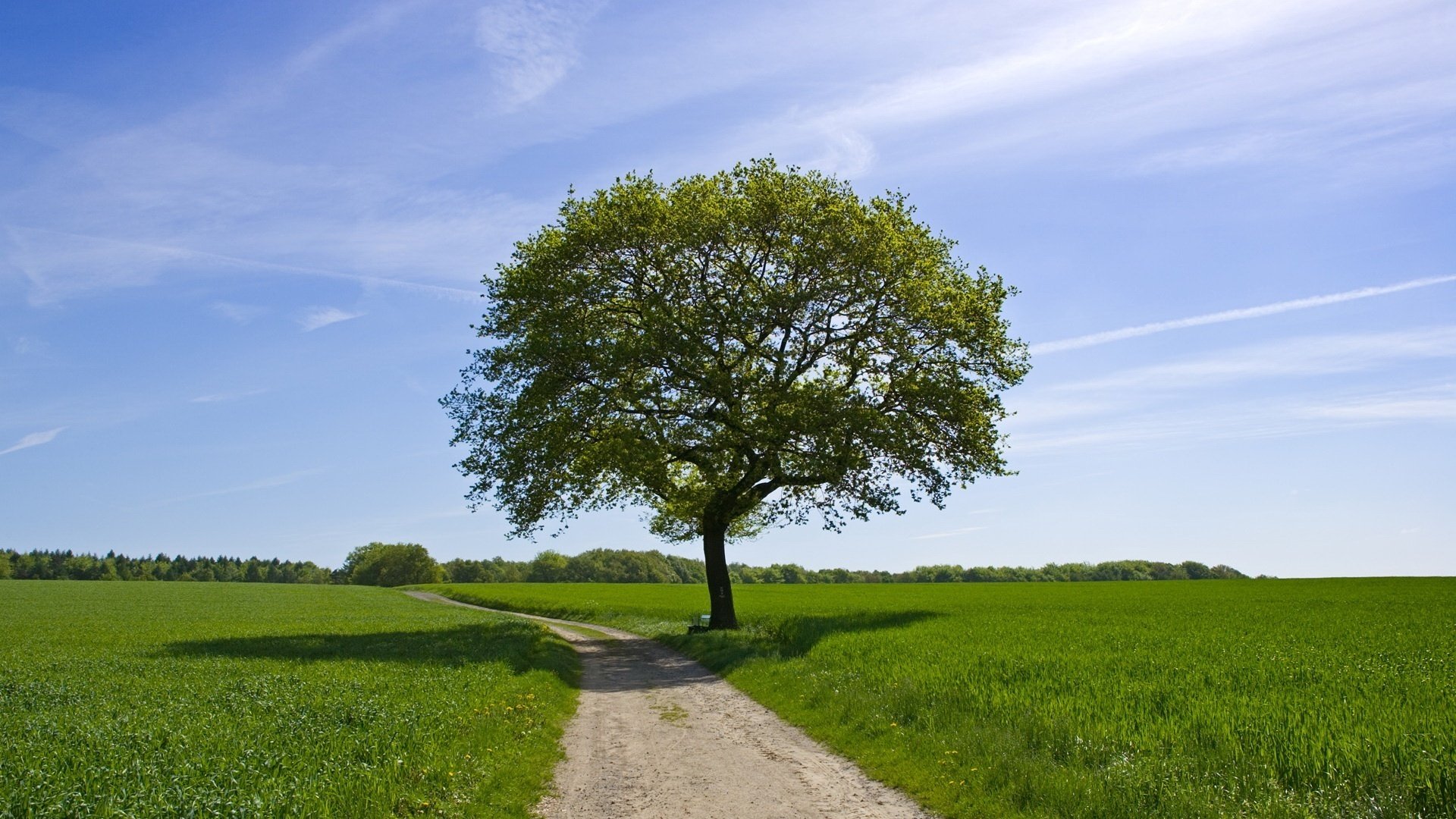 arbre solitaire feuillage duveteux chemin verdure ciel champ pré paysage nature ombre journée ensoleillée été calme silence