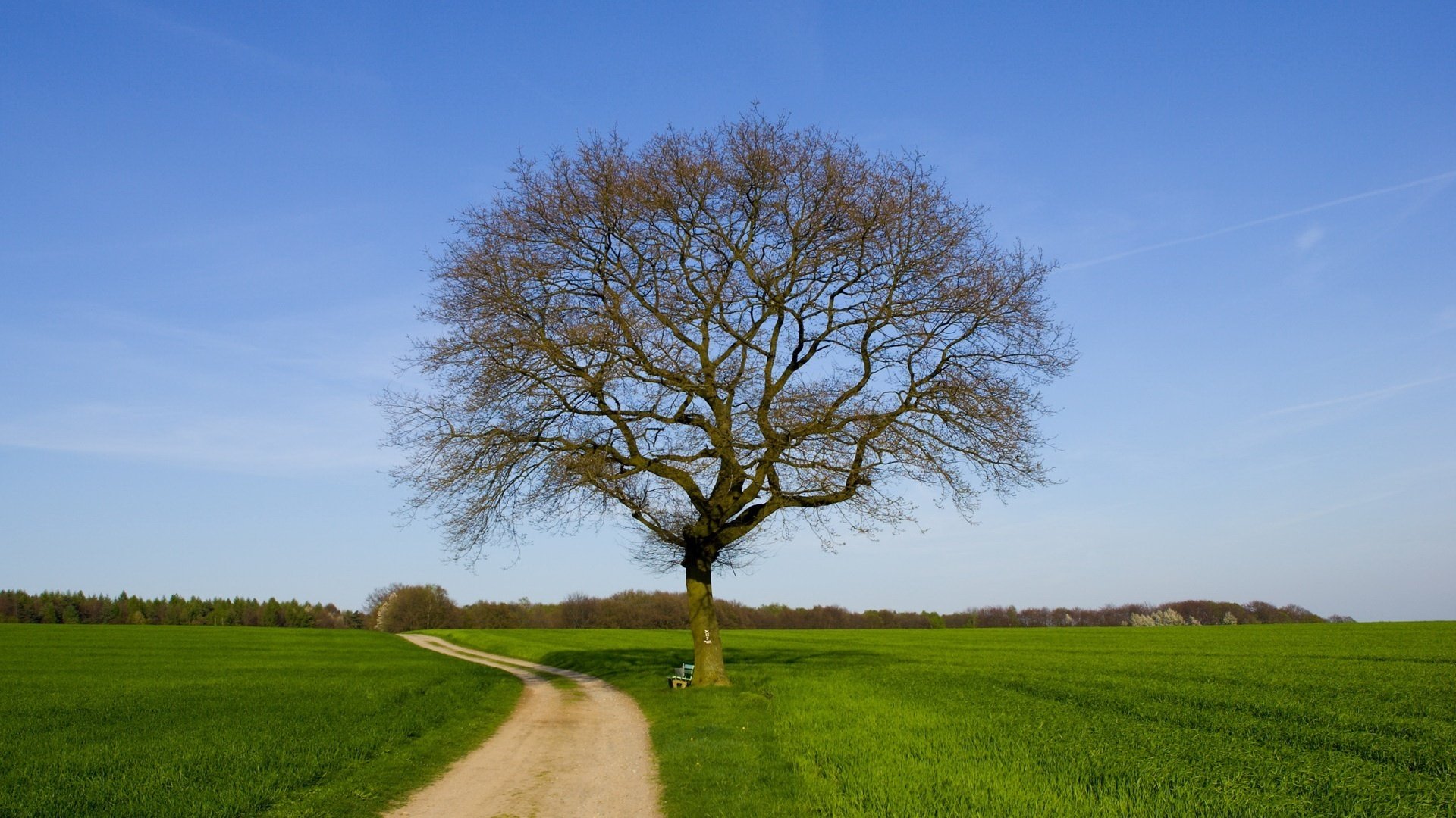 field road a dry tree green grass road the sky field meadow summer blue sky nature lonely tree landscape