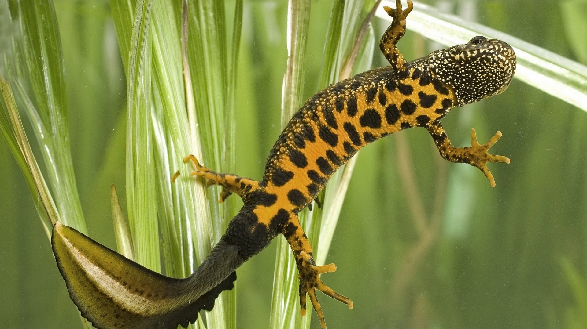 créature naturelle lézard herbe animaux