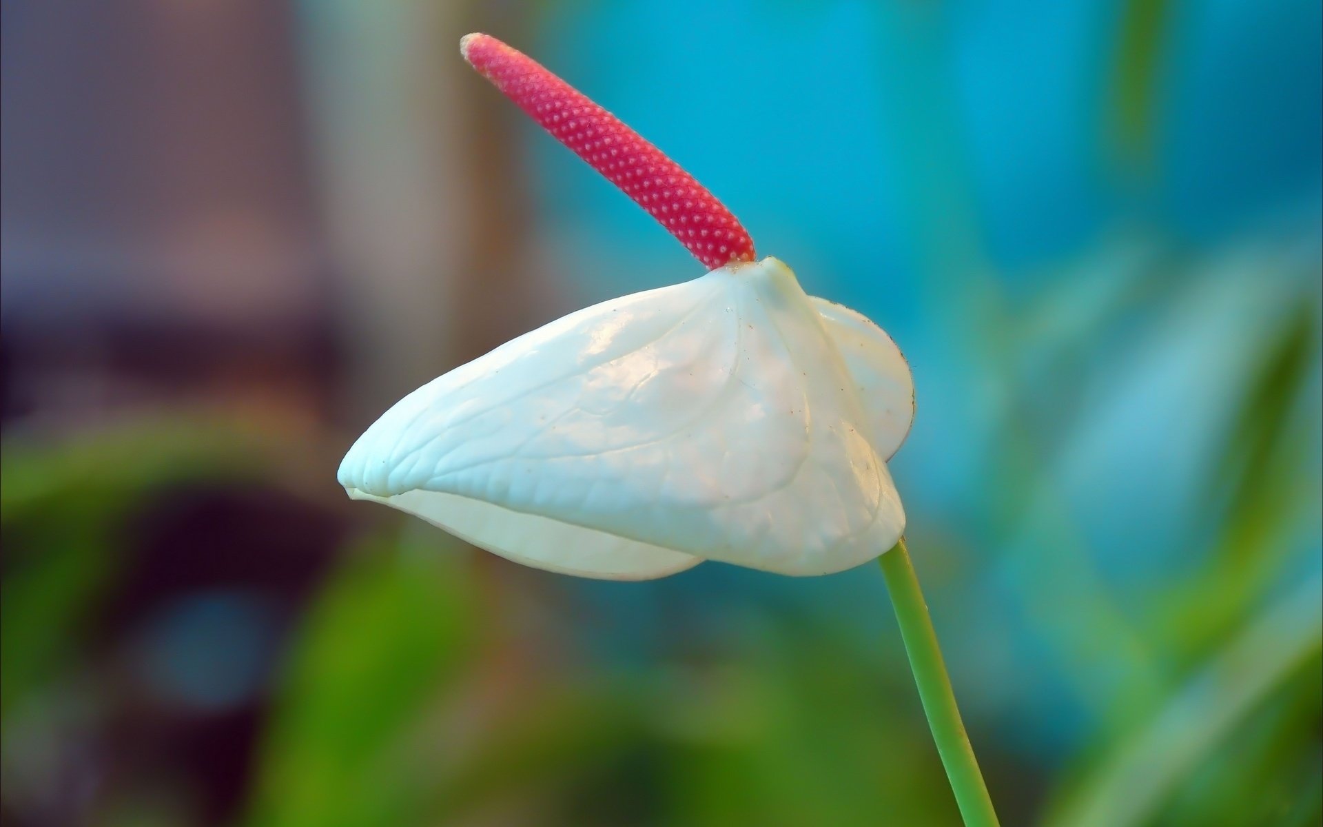 kala pink pistil flowers white sheet macro