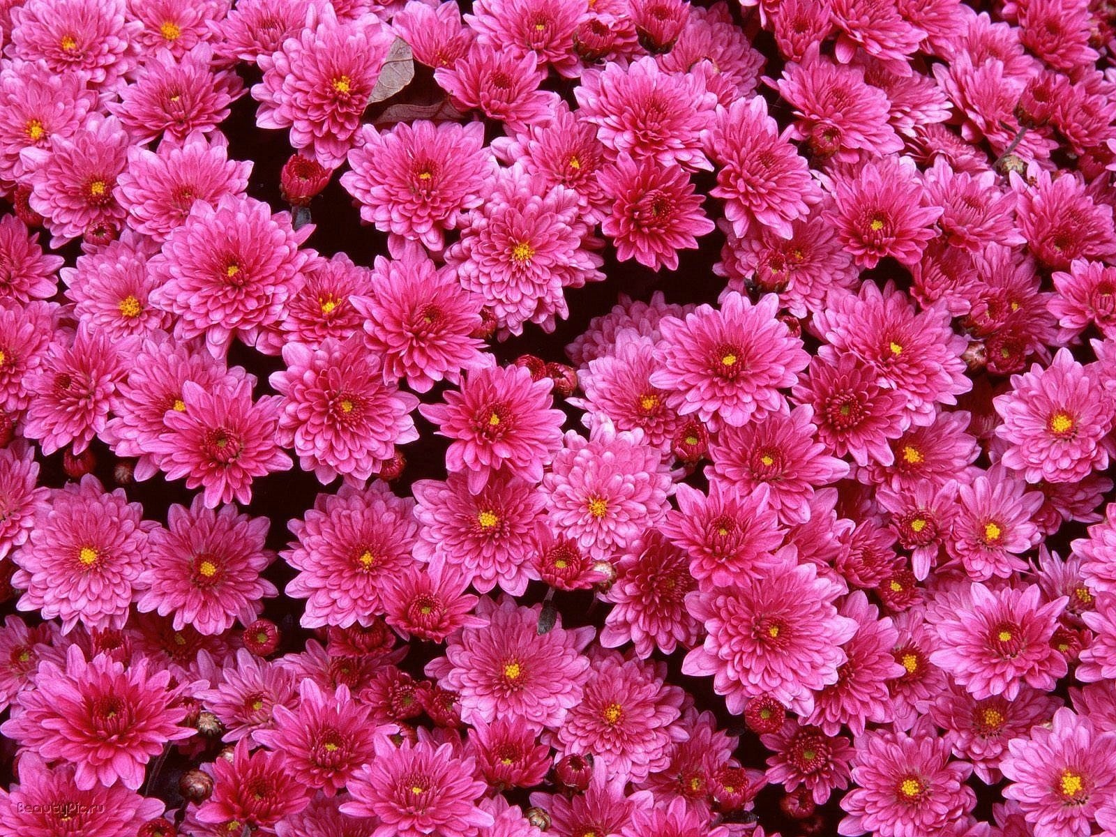 fiori radura crisantemo rosa