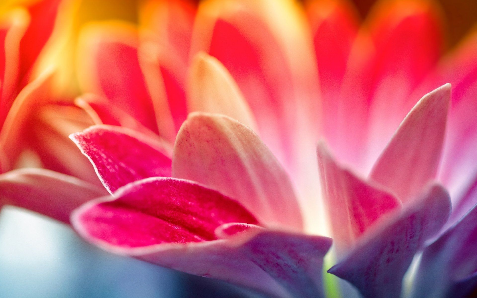 fiori cremisi raggi di sole petali lunghi macro