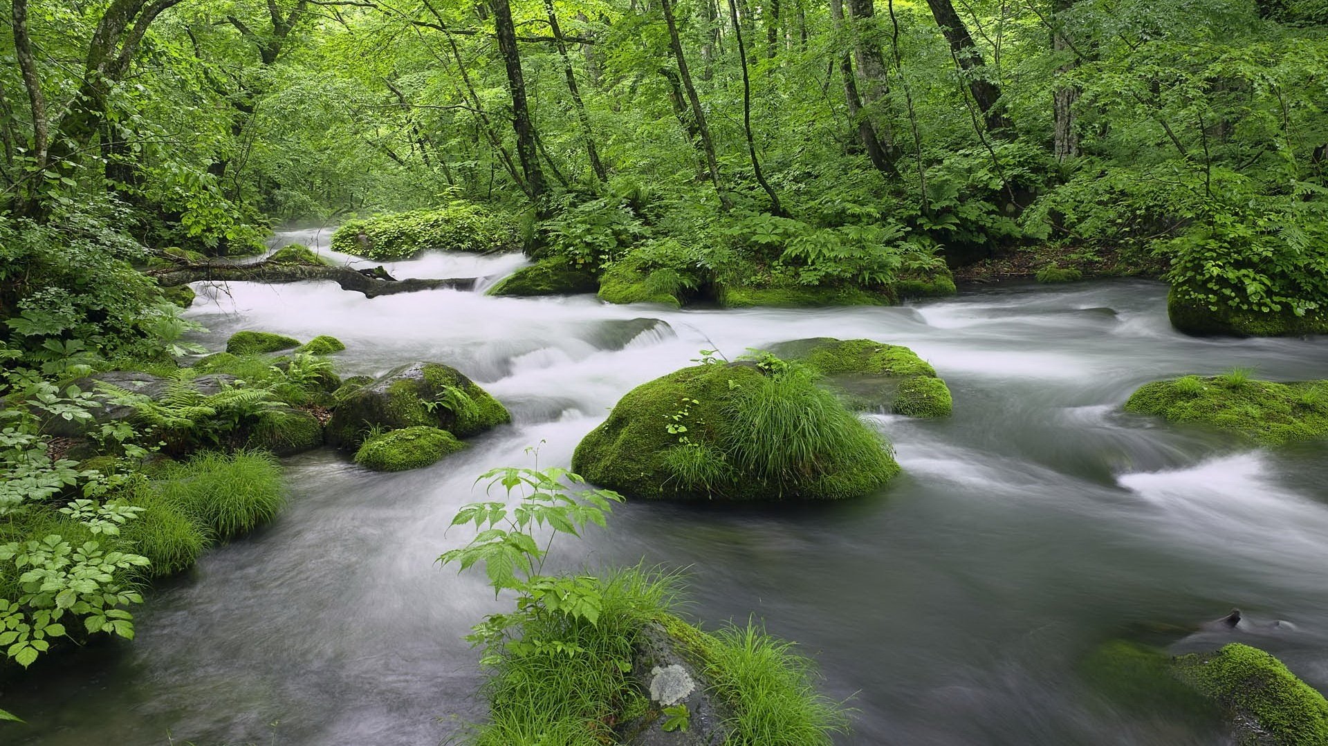 wild thickets moss misty water forest stream greens the bushes river for landscape nature stone