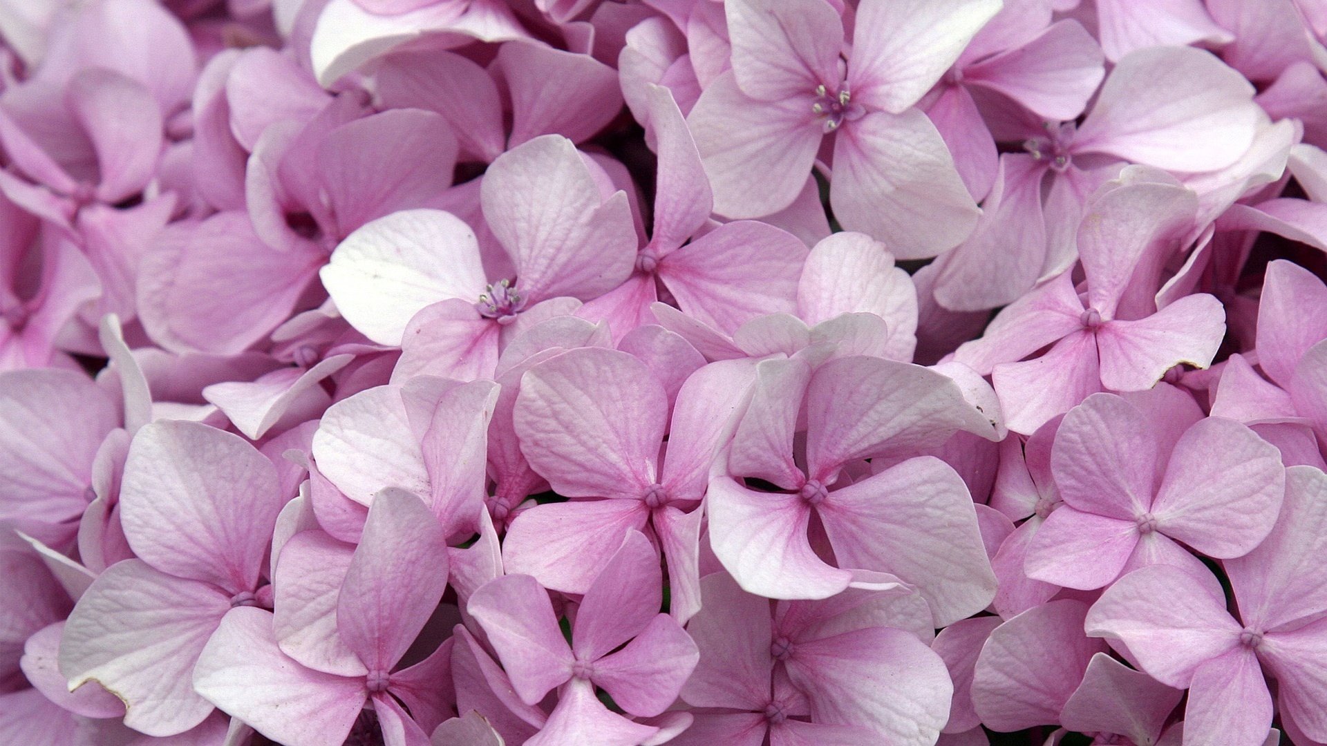 fleurs lilas petites fleurs miettes