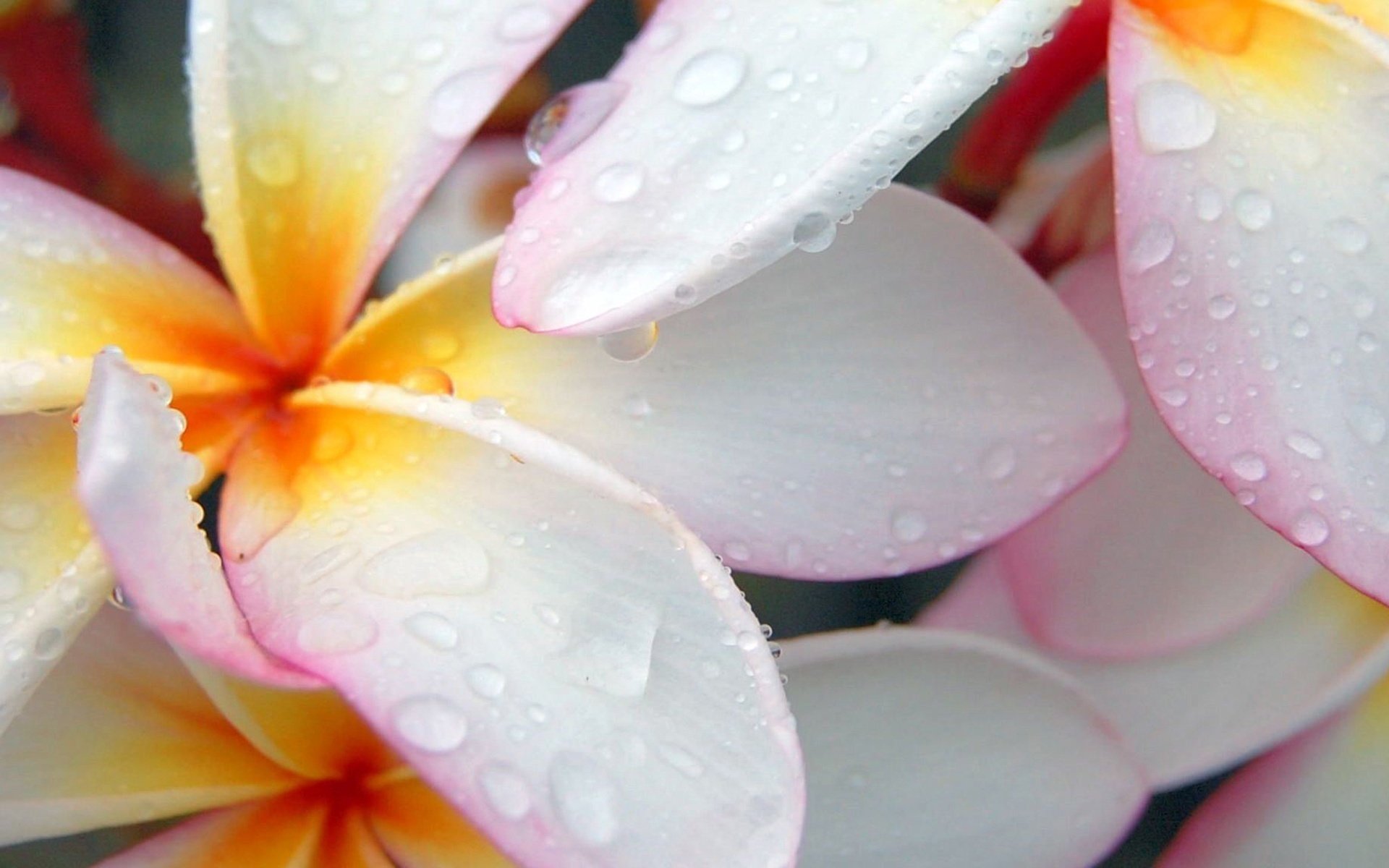 blancanieves flores ternura tono rosa macro