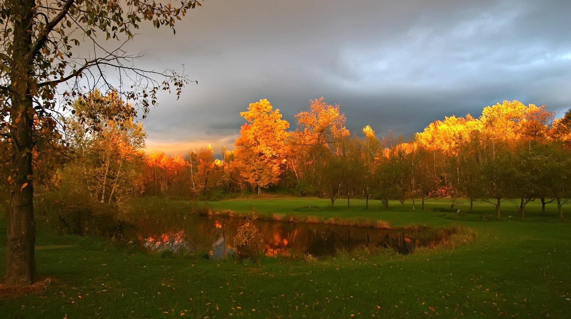 light on top listpad trees autumn lake forest water clouds overcast nature landscape the colors of autumn golden time gra