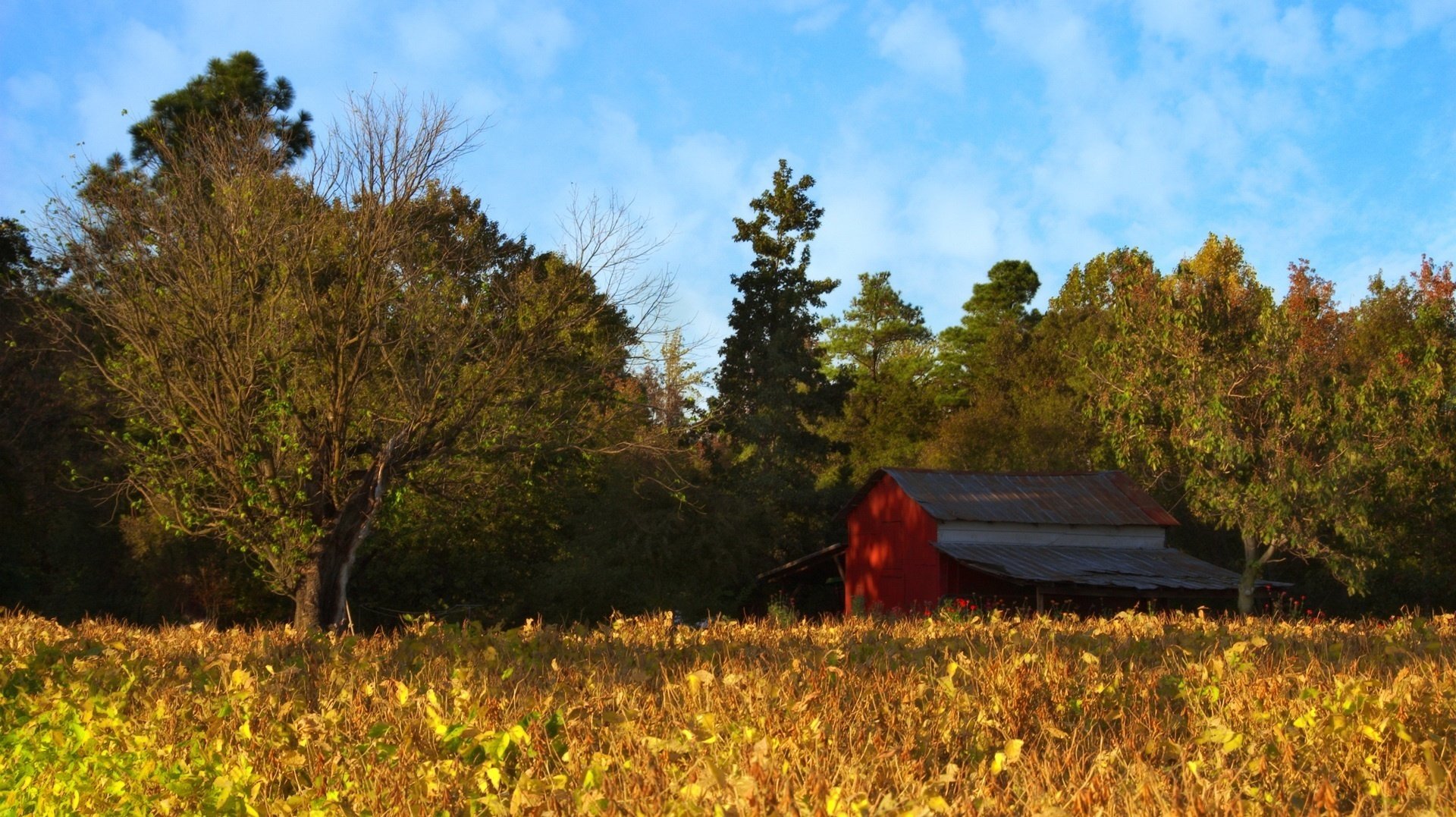 a field of corn the tops of the trees trees house home forest field summer the sky clouds nature thickets meadow structure sunny day