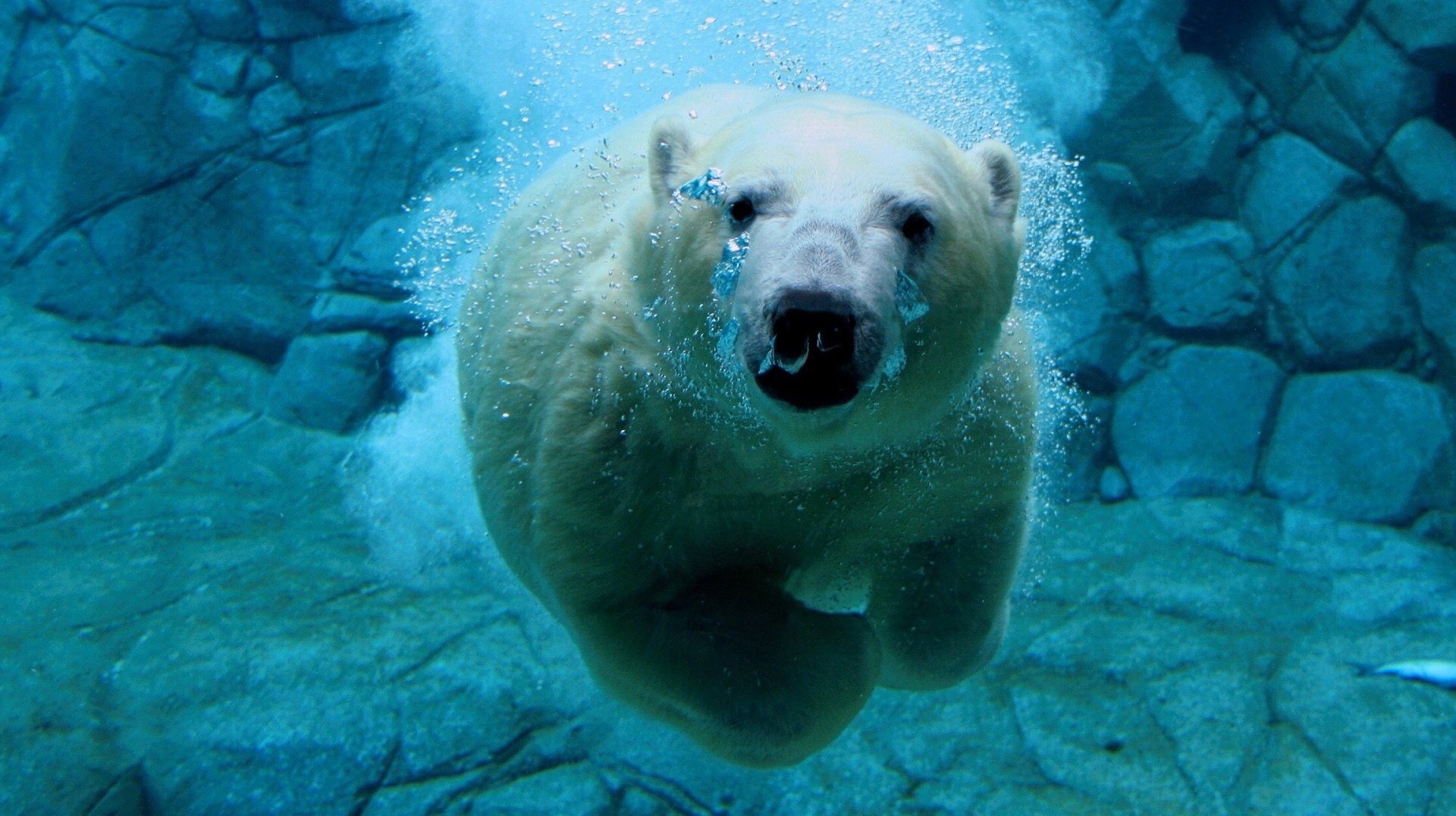 schwimmt unter wasser eisbär brötchen tiere bären