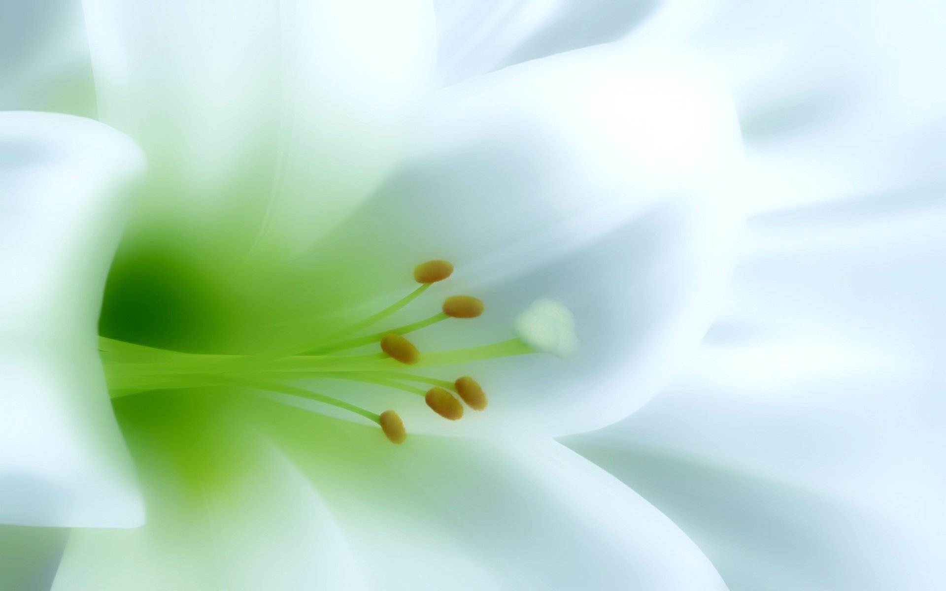 white beauty flowers delicate creation lily of the valley macro