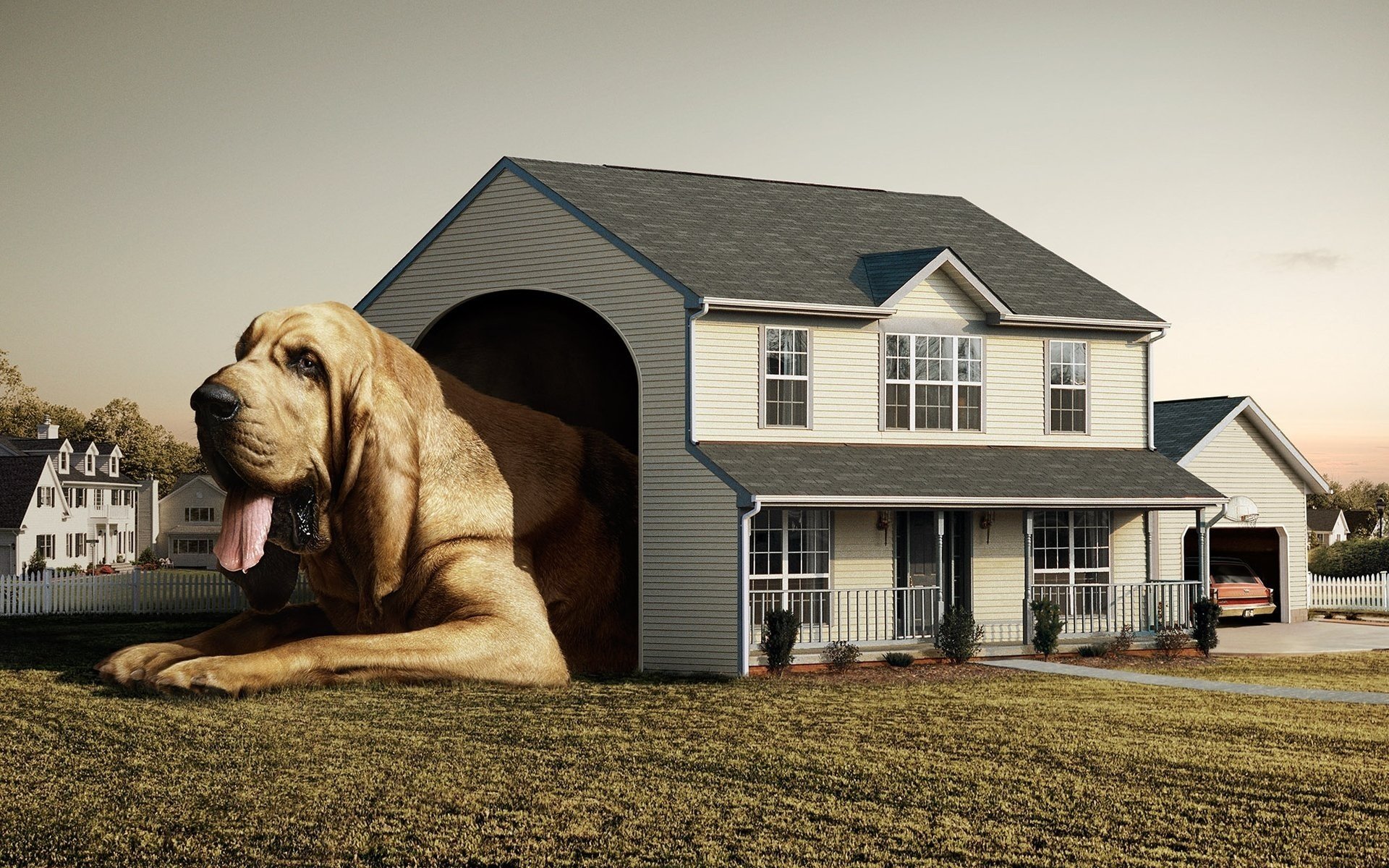 je veux vivre dans une maison grand chien petite maison maison-cabine chenil langue chien blague animaux chiens gav-gav-ry