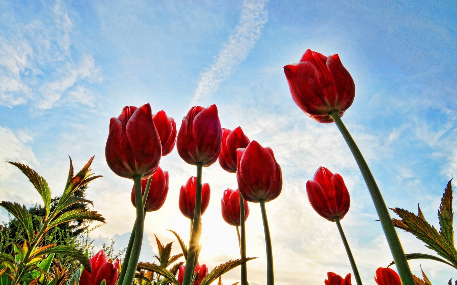 flores llegar al sol hierba tulipanes