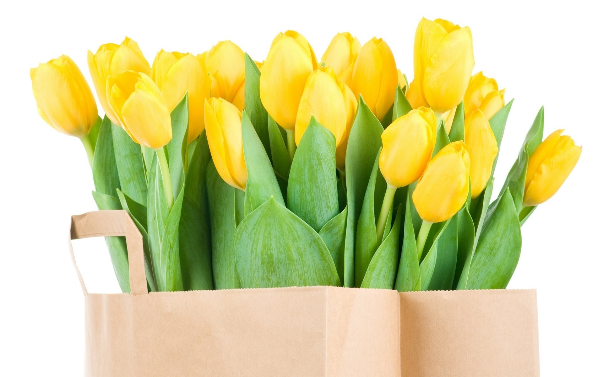 attendre le propriétaire fleurs tulipes jaunes longues feuilles bouquet printemps tulipes fleur nature jaune