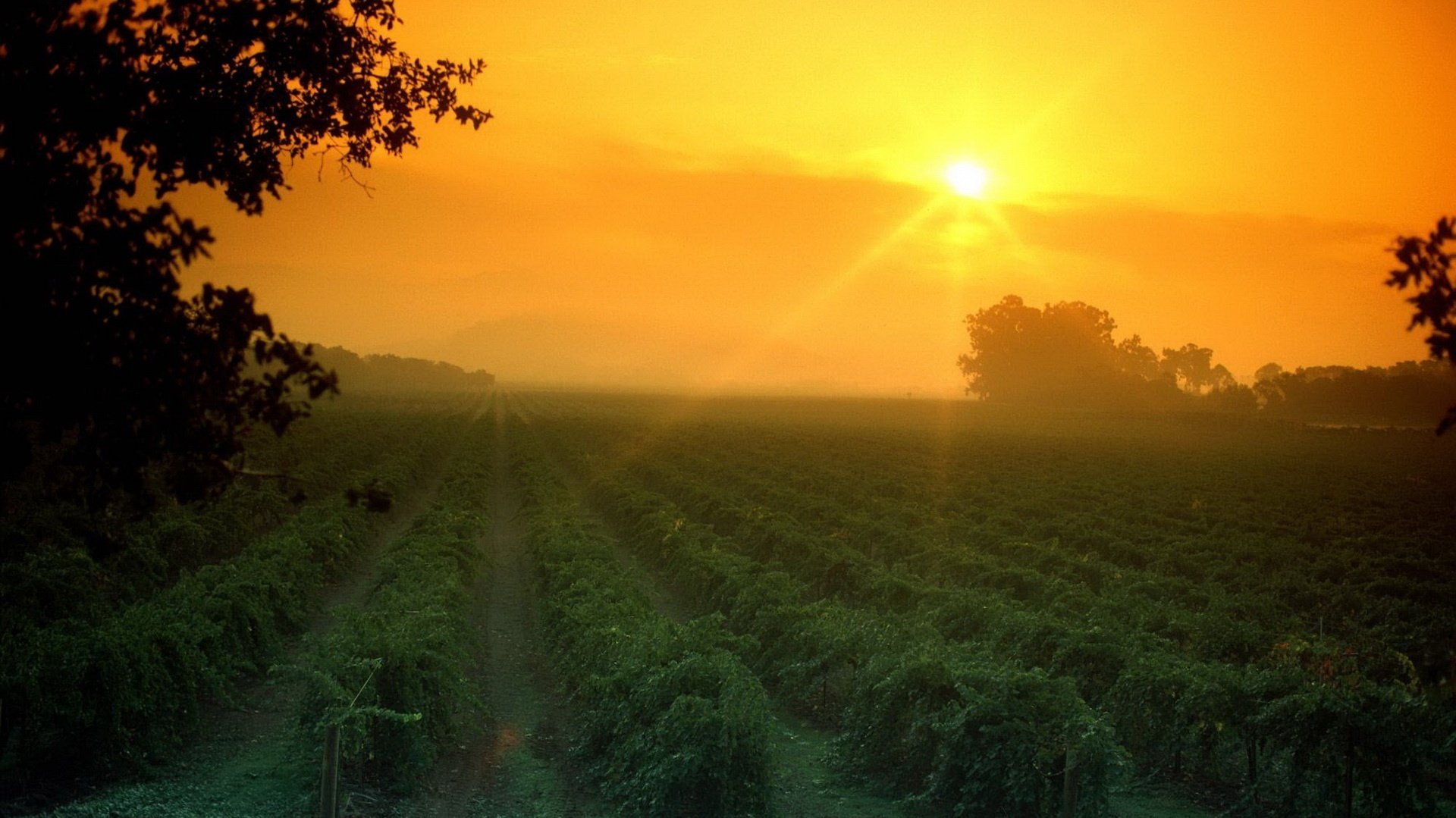 rows of plantings fields greenery sunset field vegetable garden sun rays rows plantings sky trees landscape nature evening