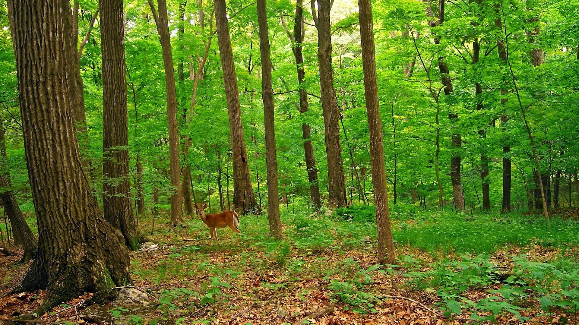 wild animal nature summer forest animals deer thickets foliage early autumn trees the bushe