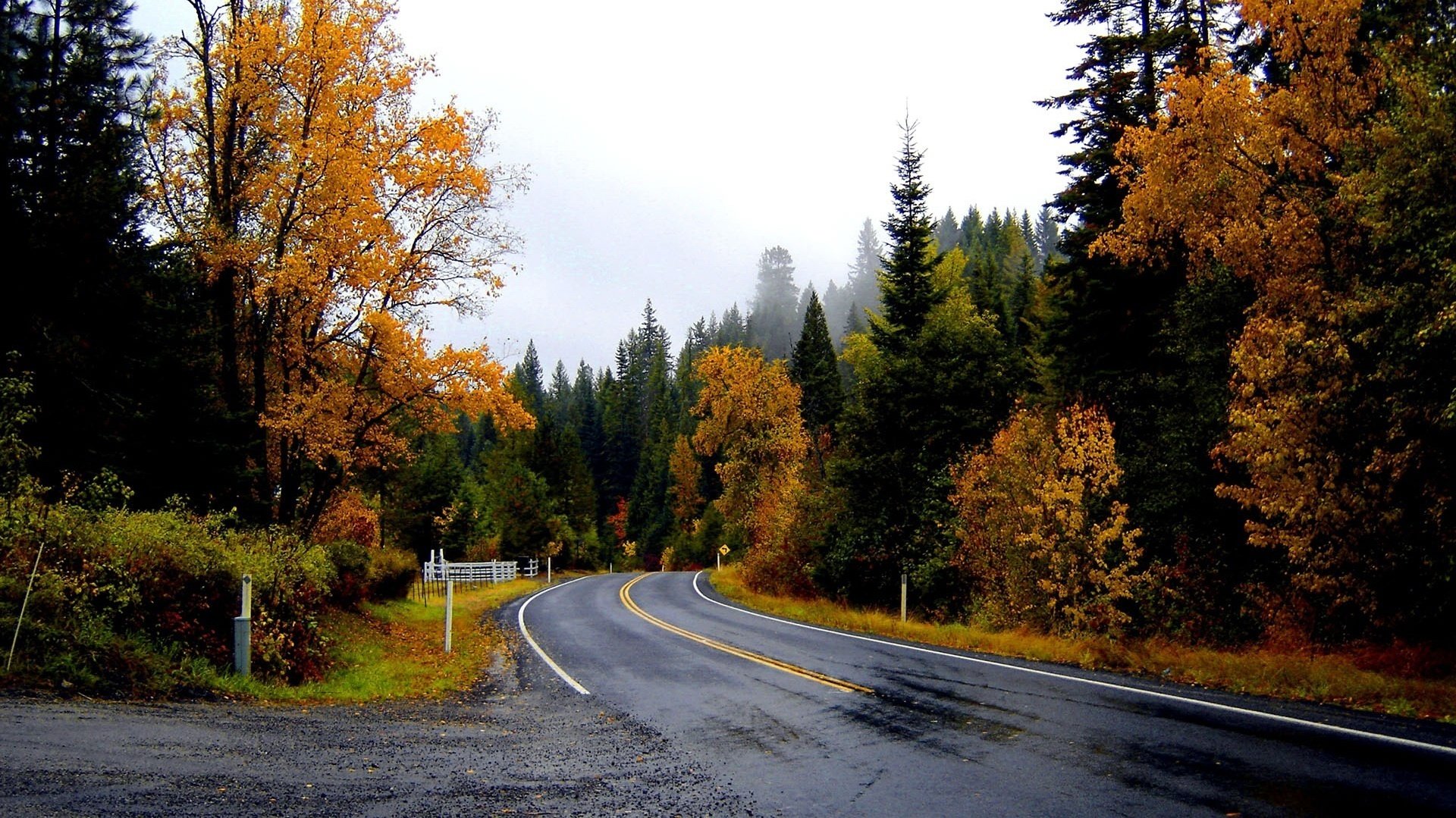 alberi di natale alti tempo d autunno strada per il futuro foresta strada autunno marcatura percorso svolta fogliame colori autunnali boschetti cespugli alberi paesaggio natura