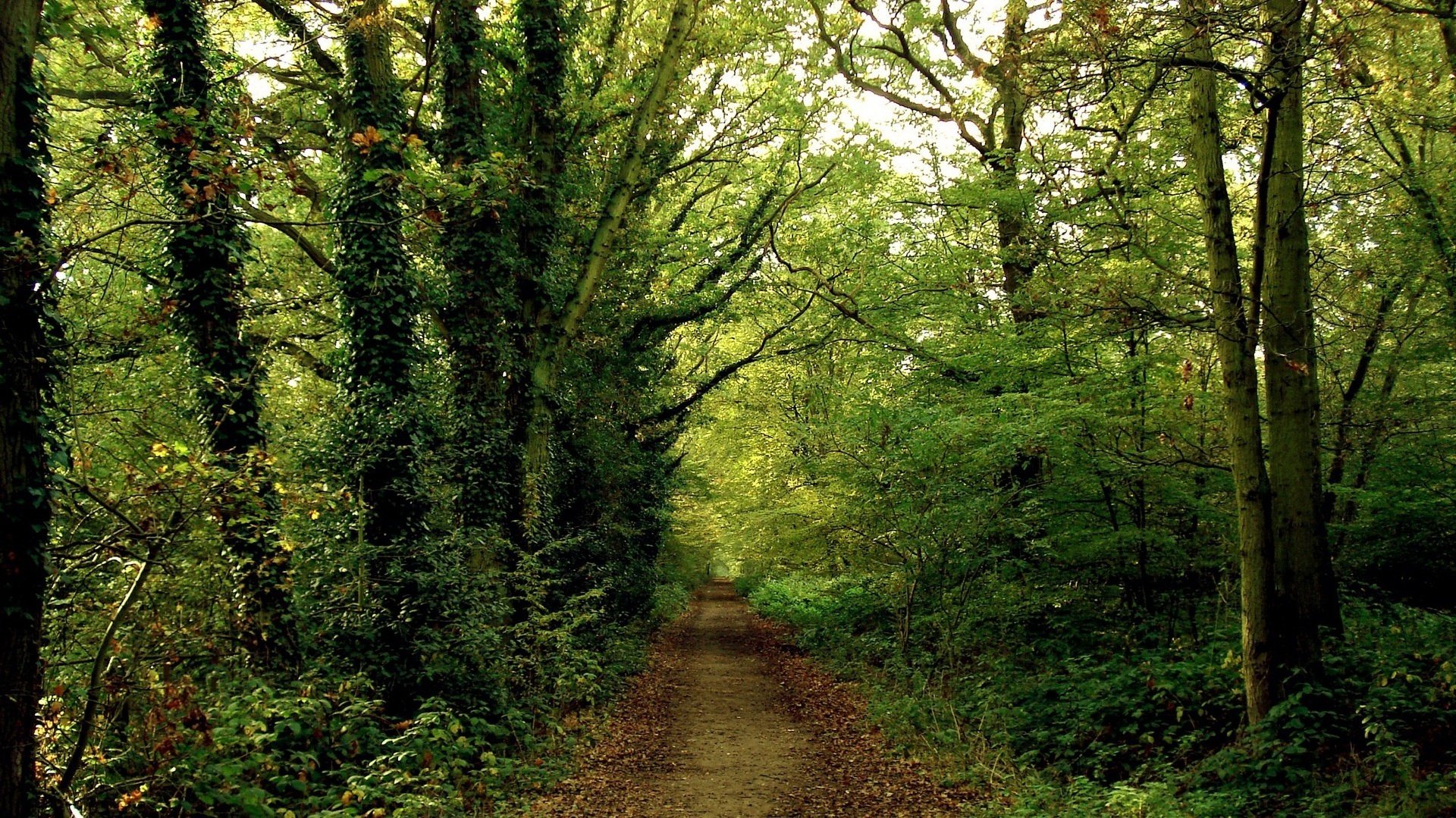 sentiero nella foresta foglia verde fresco foresta boschetti verde cespugli strada estate