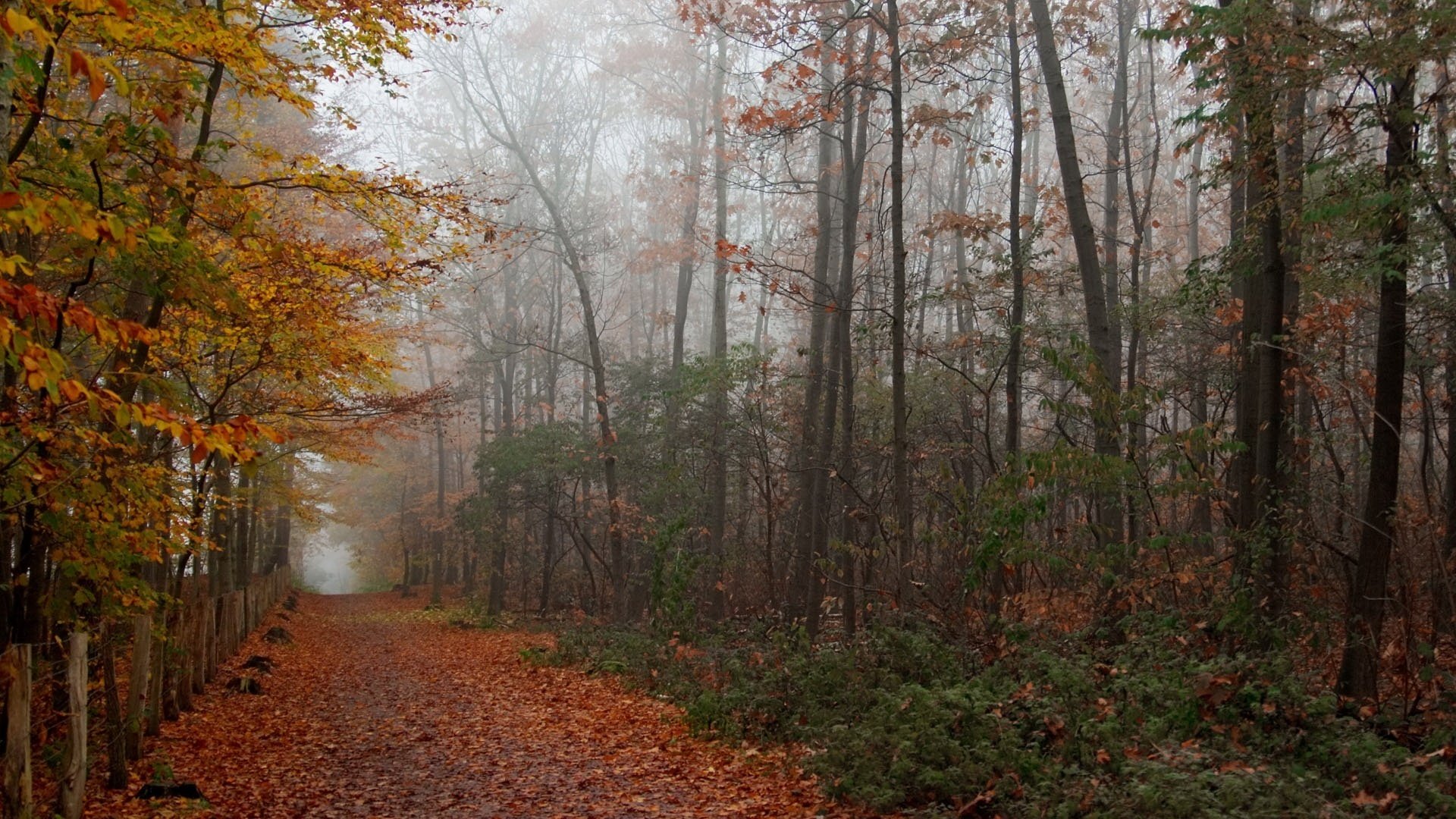 parco in autunno vicolo di alberi nudi fogliame autunno foresta nebbia strada sentiero nuvoloso boschetti foglie gialle alberi