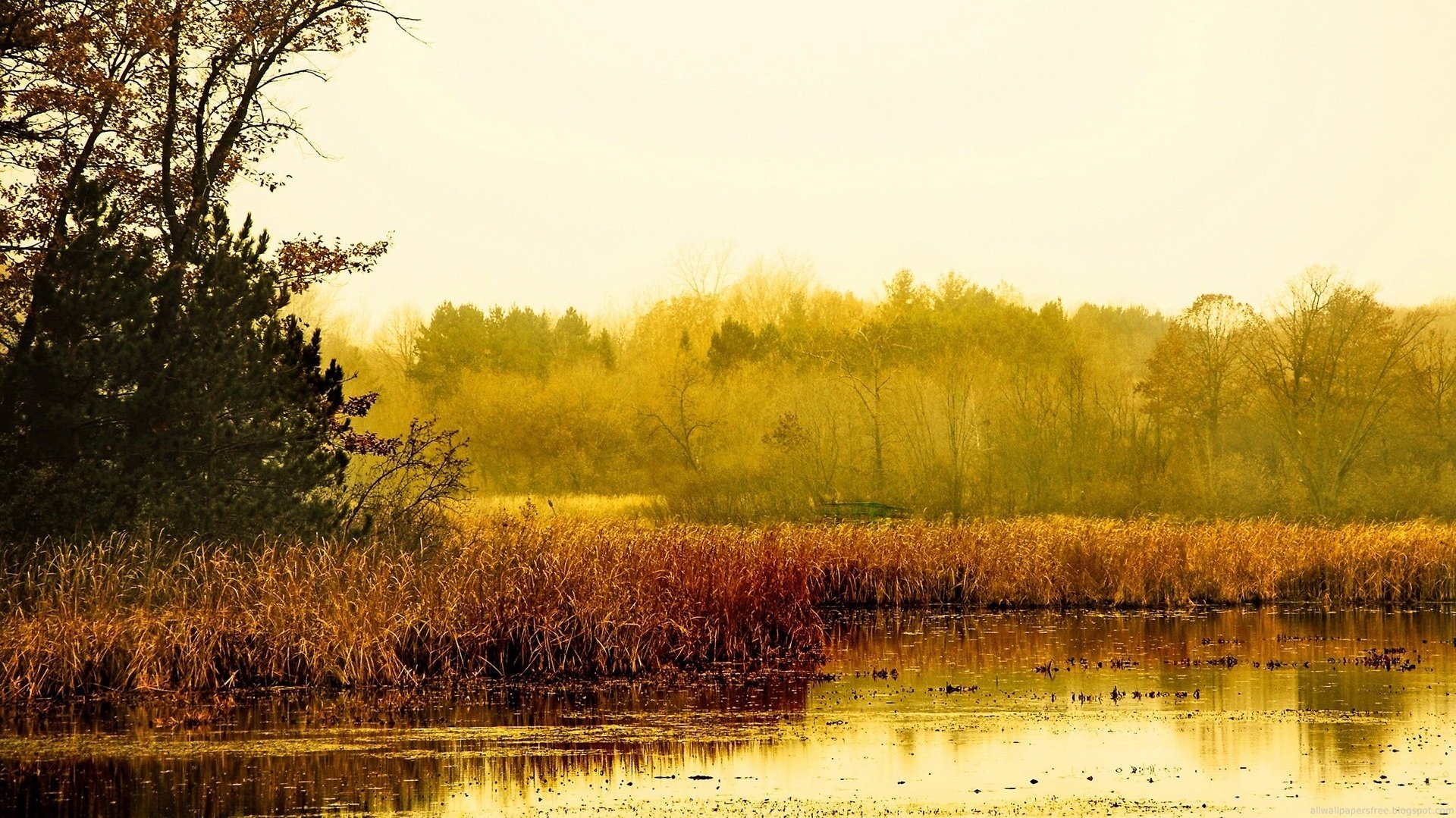 goldene natur trockenes schilf bäume wald herbst goldene zeit laub see schilf