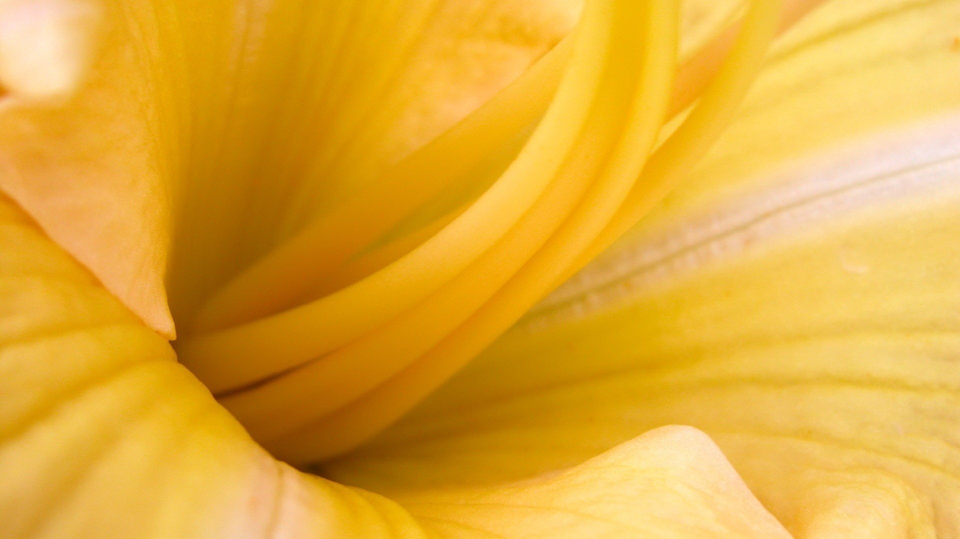 fleurs fleur lis jaune