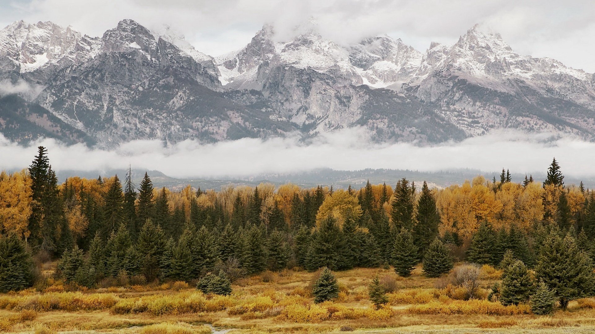 fogliame giallo montagne alberi di natale foresta autunno cime neve nebbia aghi di pino