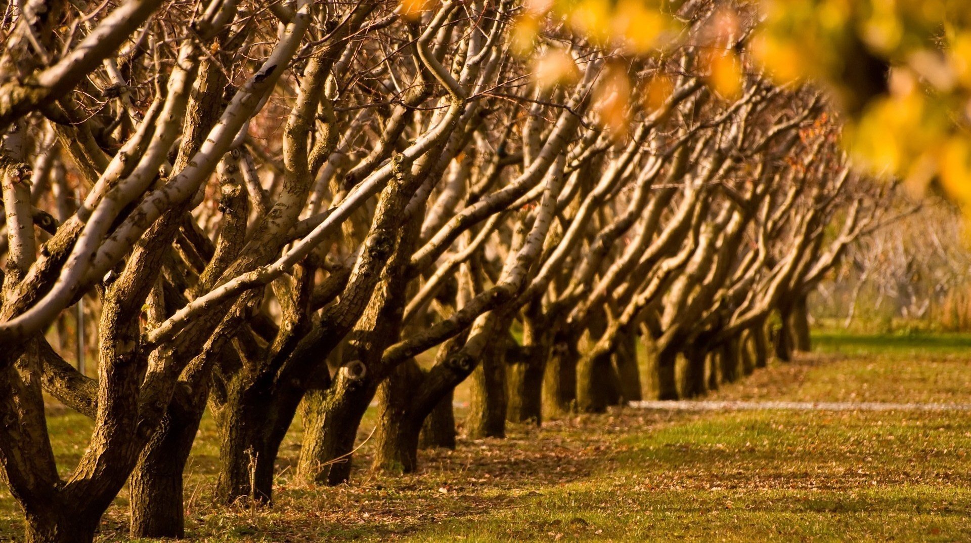 kein laub baumstämme reihe wald herbst