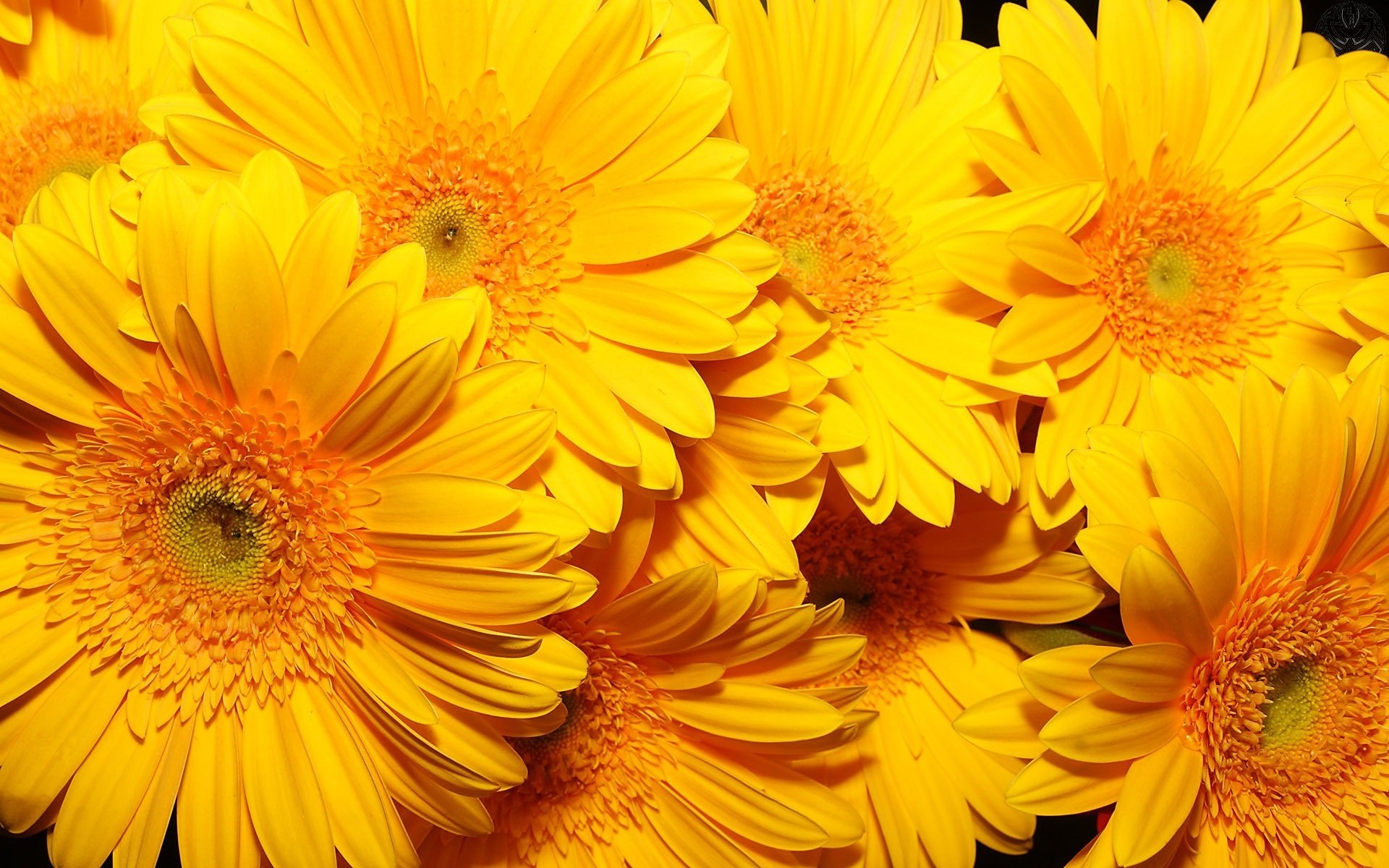 unshine flowers chrysanthemum yellow bouquet macro