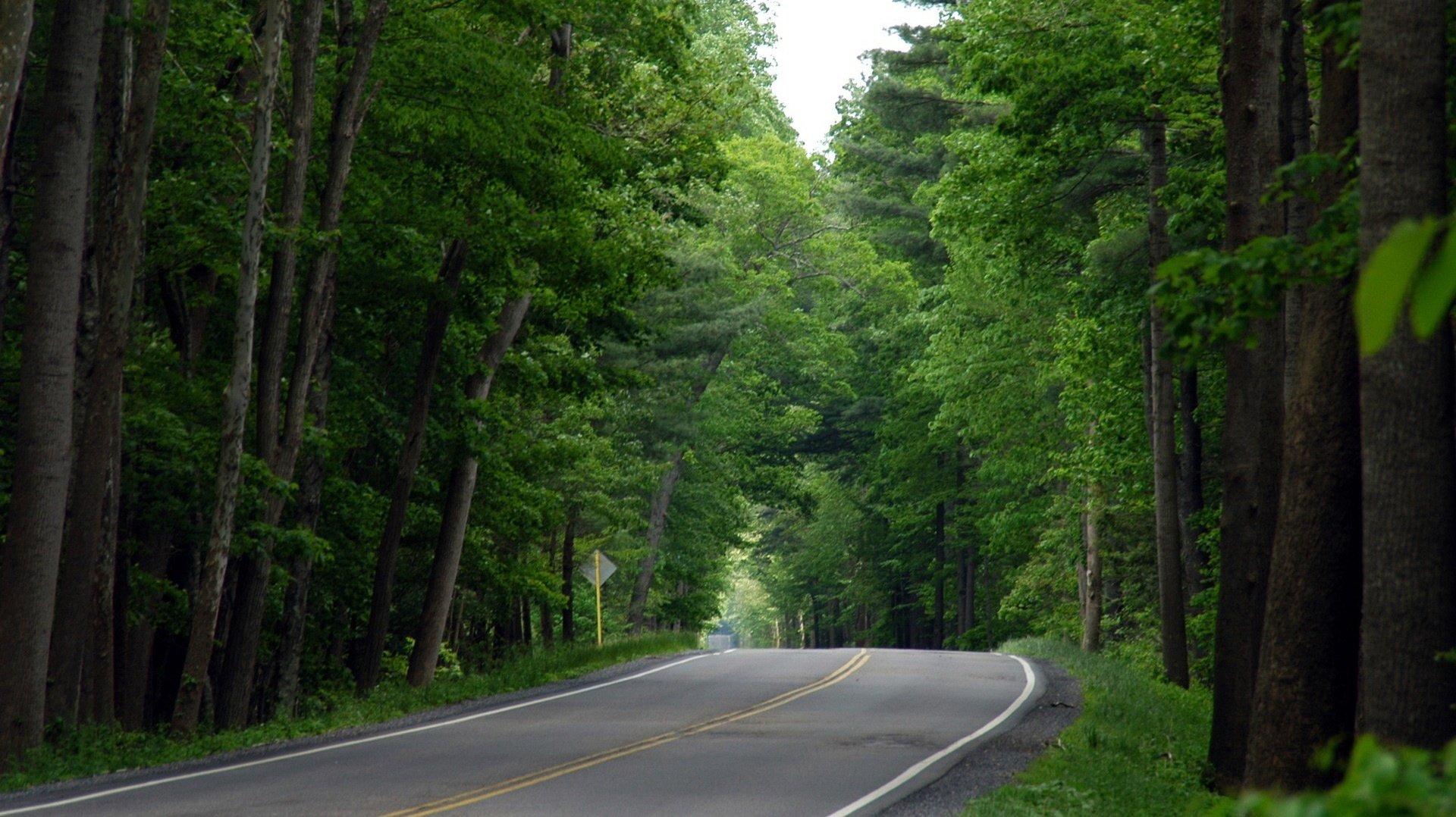 strecke waldpflanzungen grün straße wald bäume sommer abstieg markierung