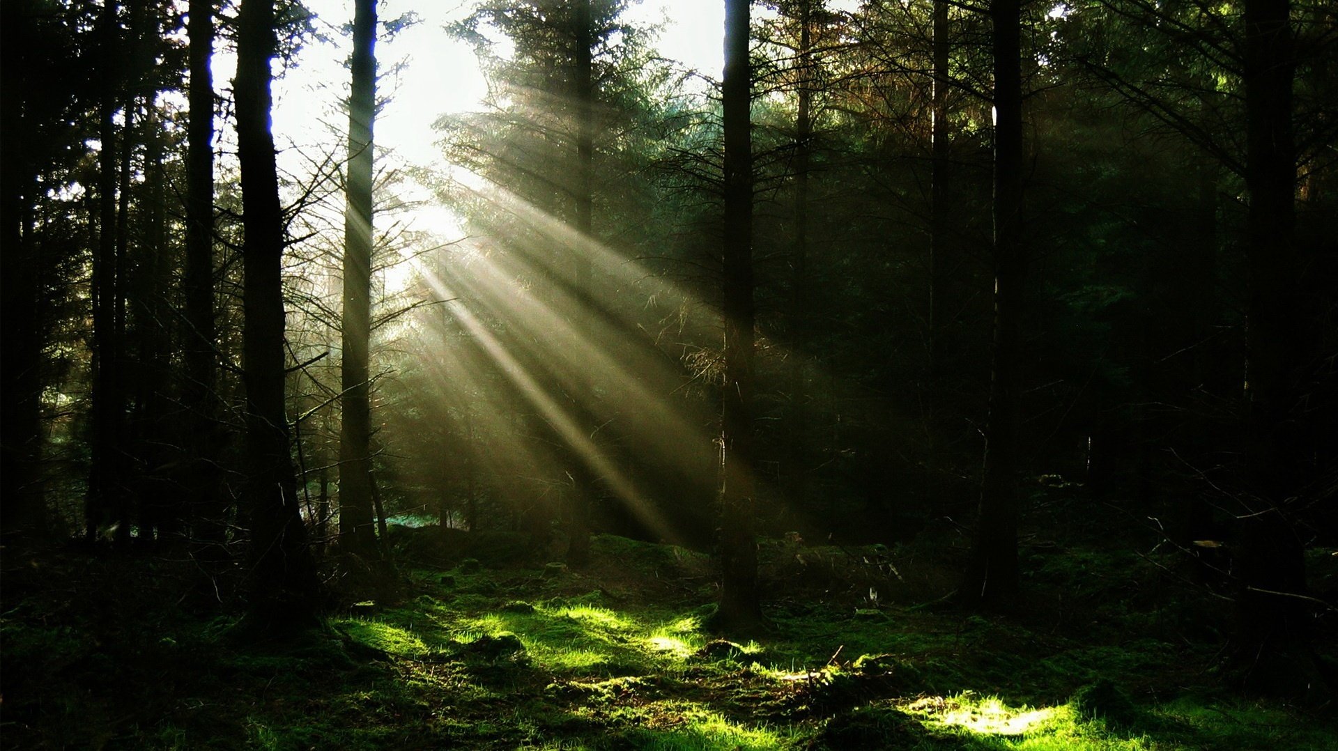 lichtstrahlen wald weihnachtsbäume dickicht dickicht natur bäume dunkelheit