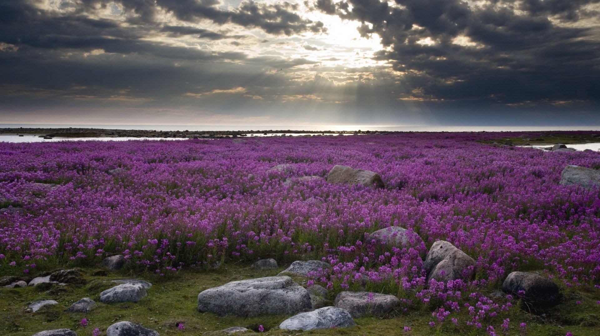 purple tulle flowers pebbles sun rays clouds stones evening sunset landscape