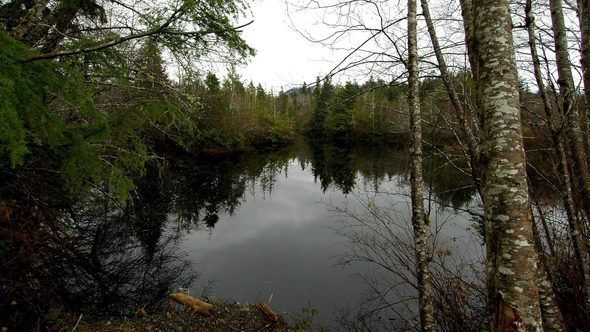 cloudy weather mirror of the forest birch forest water lake autumn overcast gloomy sky ate landscape thickets nature