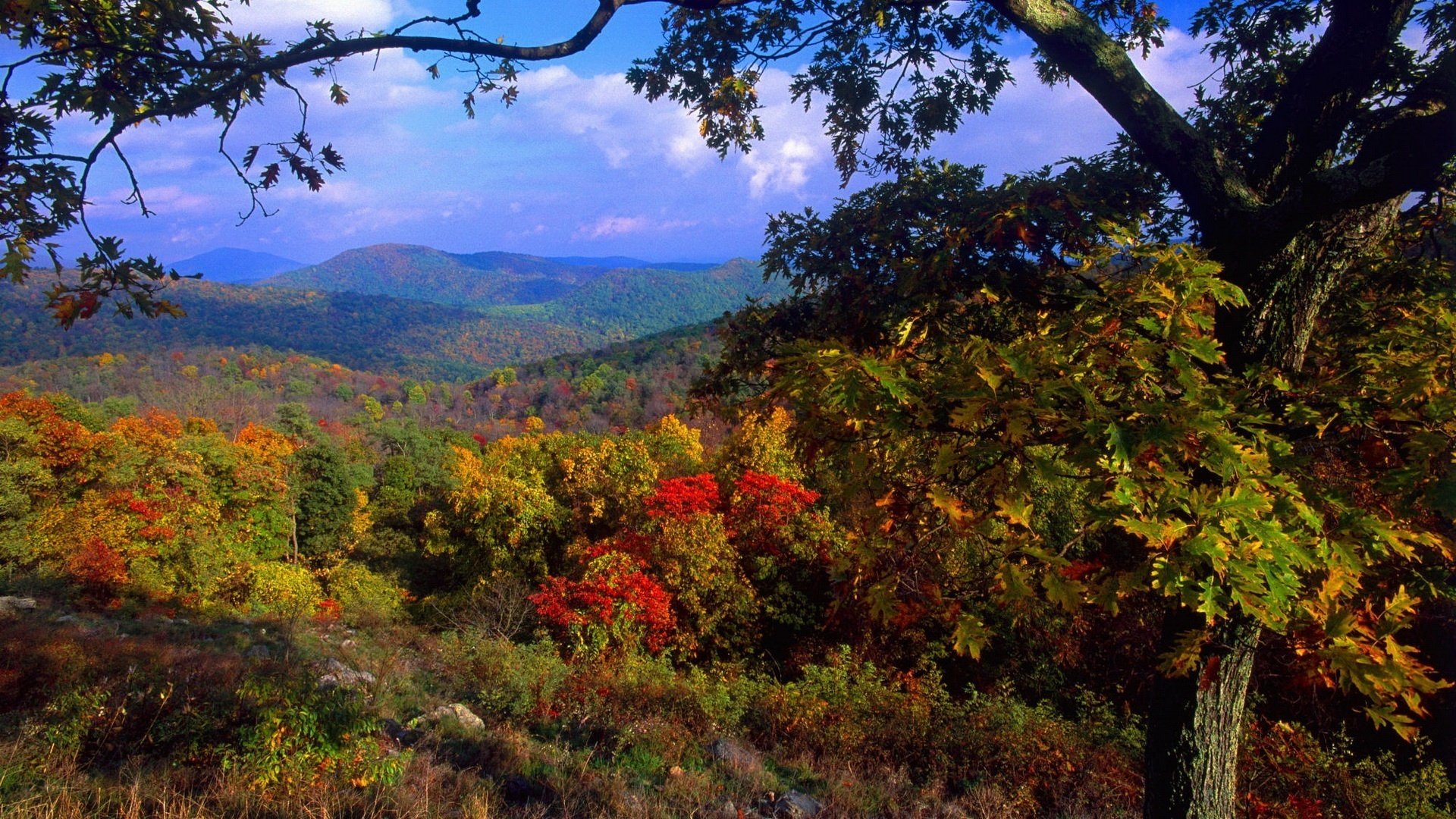 inicio del otoño colinas plantaciones forestales otoño bosque montañas cielo azul nubes día colores de otoño hojas