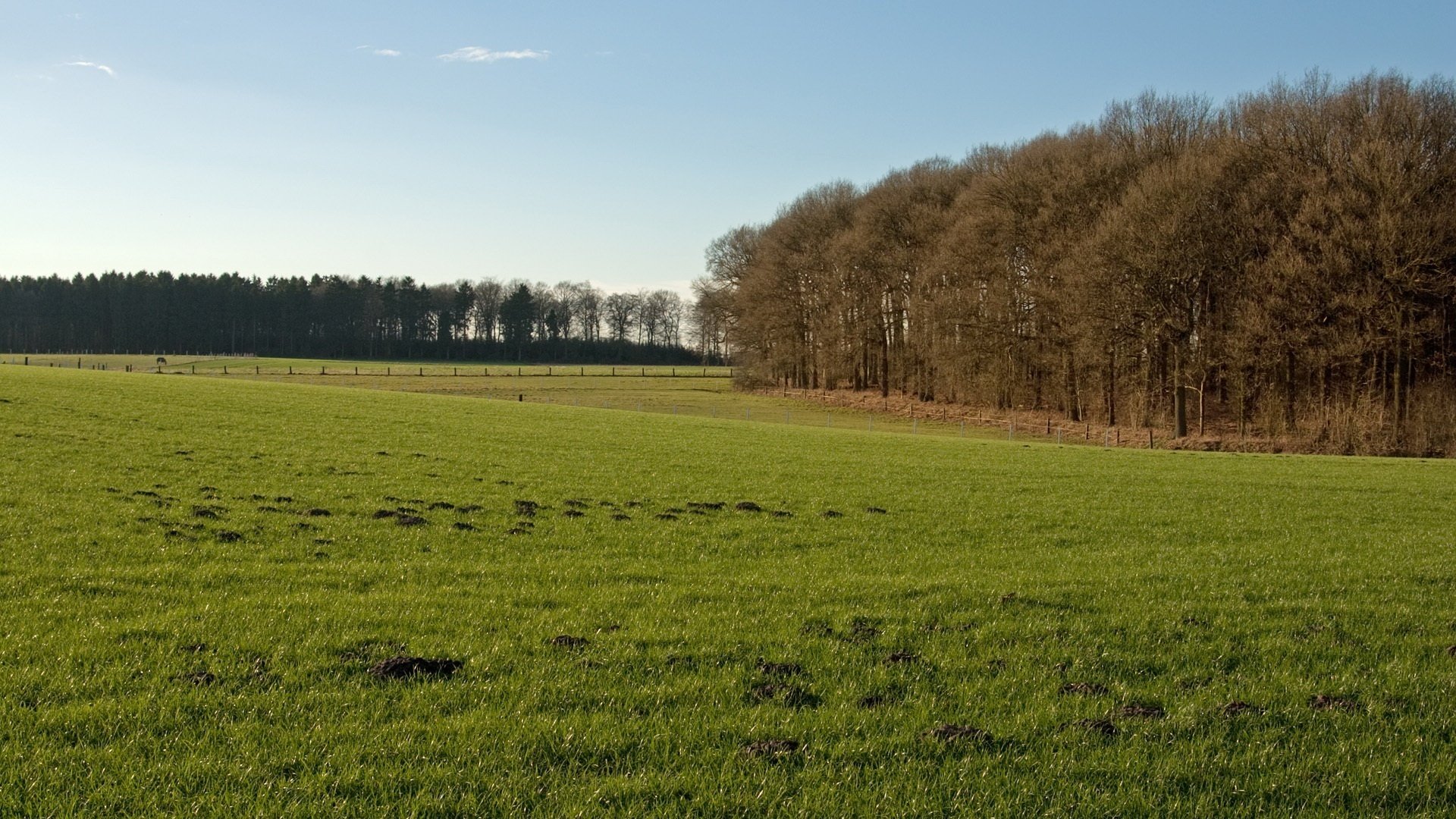 clearing trees forest plot forest summer greens grass the sky sunny the forest