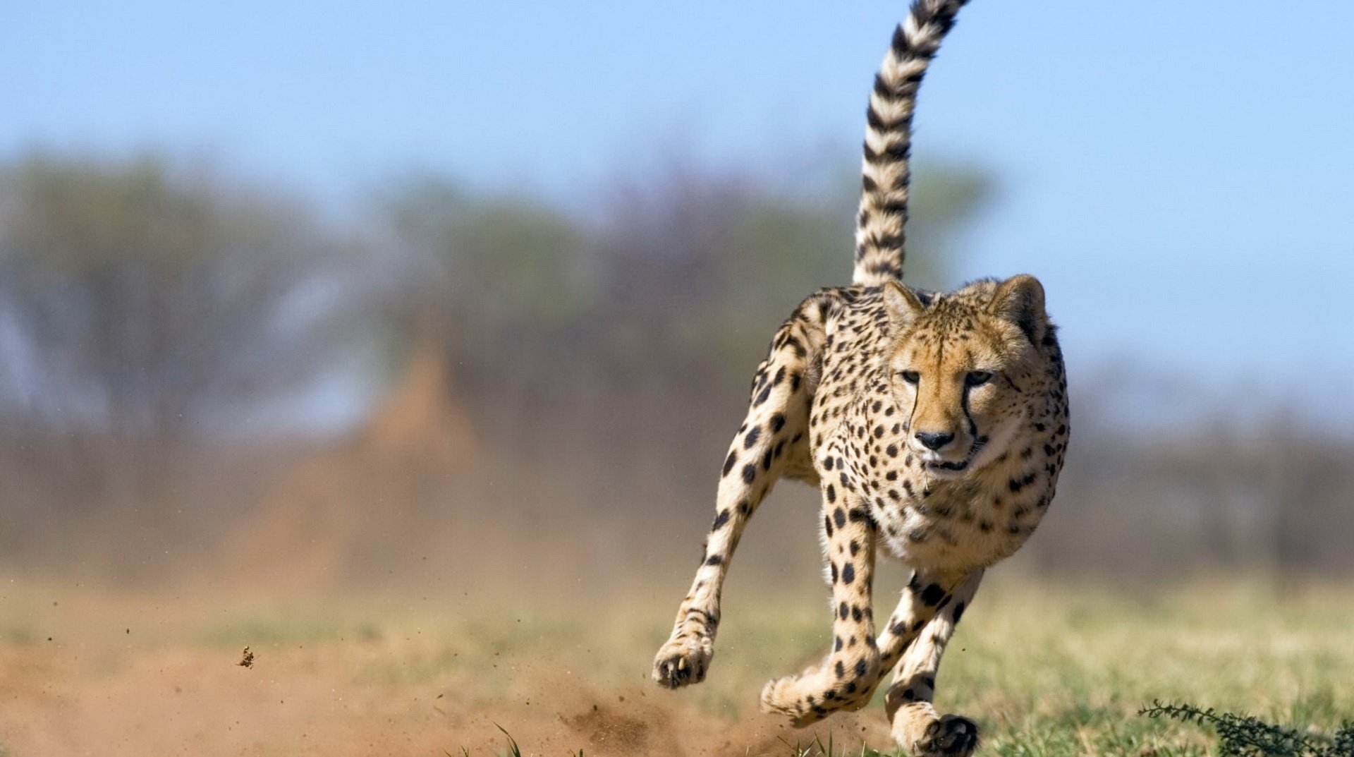 raubtierleopard tierwelt geschwindigkeit katze tier raubtiere miau-miau-miau