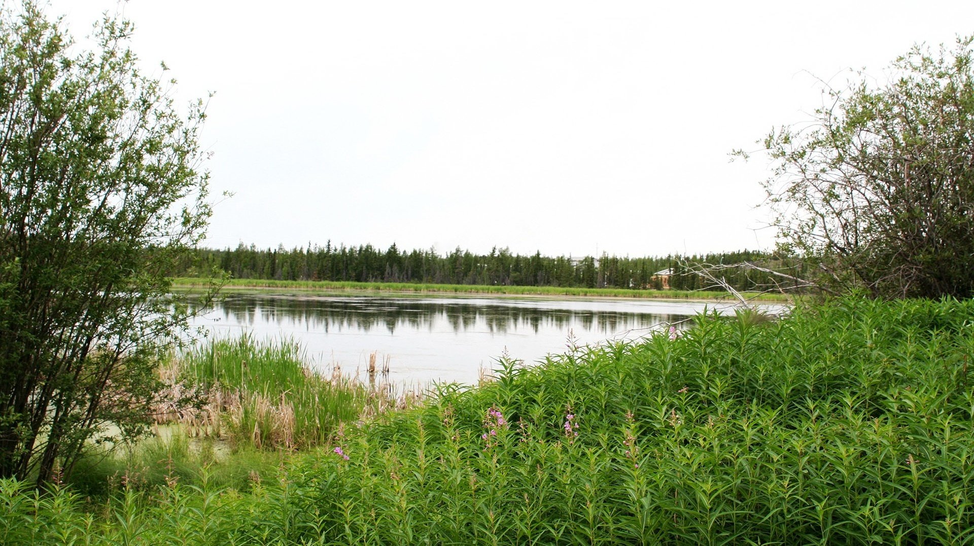 far from the hustle and bustle quiet location the bushes shore flowers lake water forest thickets grass greens landscape view nature calm silence grace