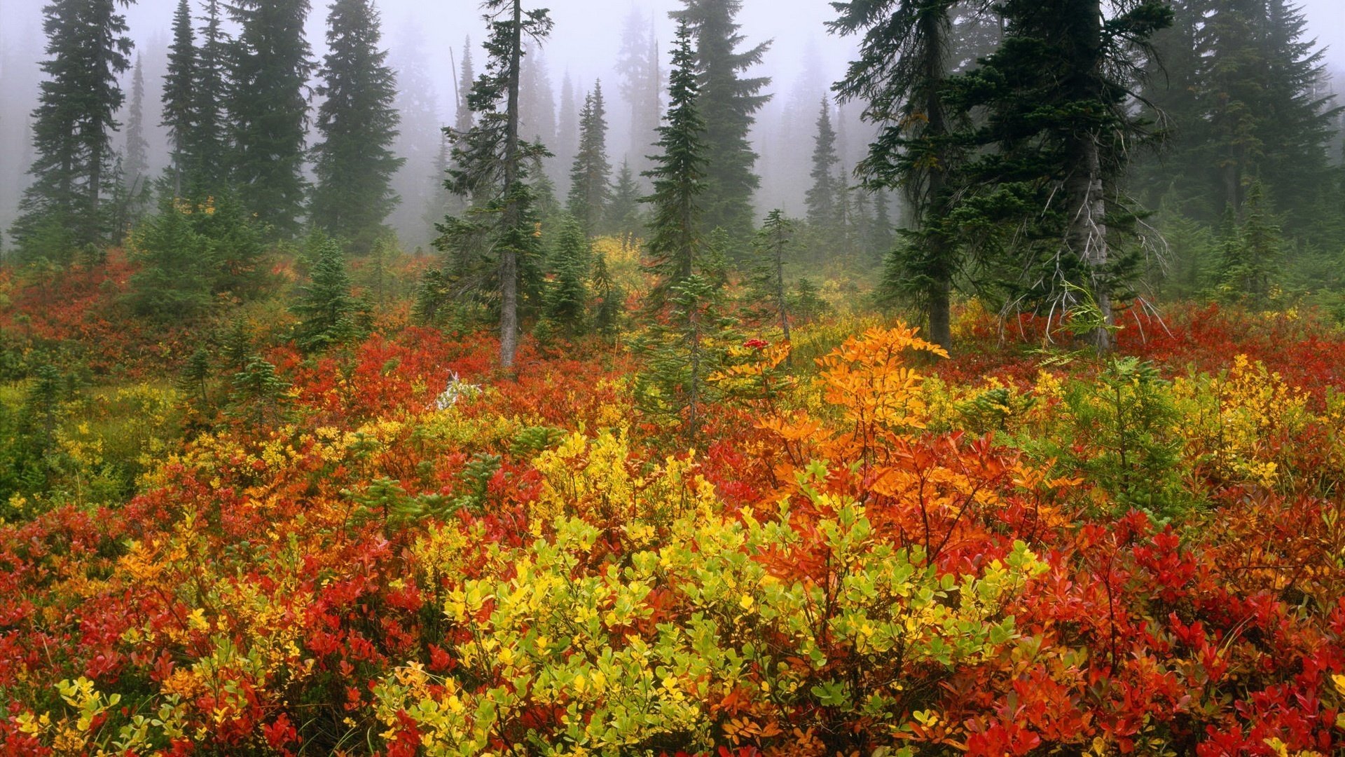 üppige tannenkronen herbstfarben farbige blätter herbst wald dickicht büsche nebel fichte