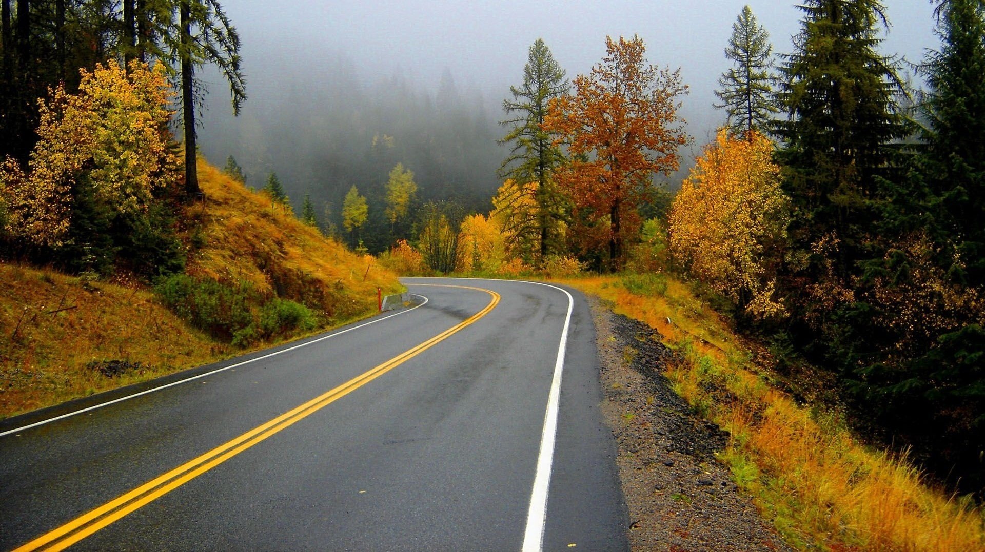 autunno strada asfalto bagnato foresta nebbia asfalto pioggia marcatura foglie foresta autunnale alberi natura