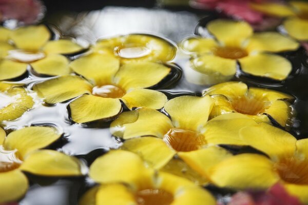 Macro of small flowers on yellow water