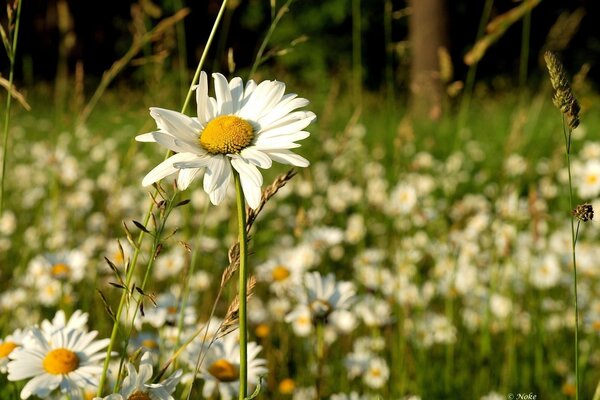 Campo de manzanilla a principios de primavera