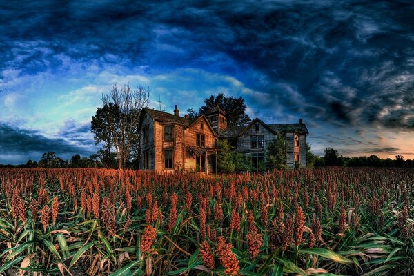 Las flores cerca de la casa se asemejan a un arco iris