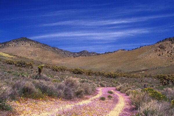 Montañas, agua, camino de rosas y todo en el desierto