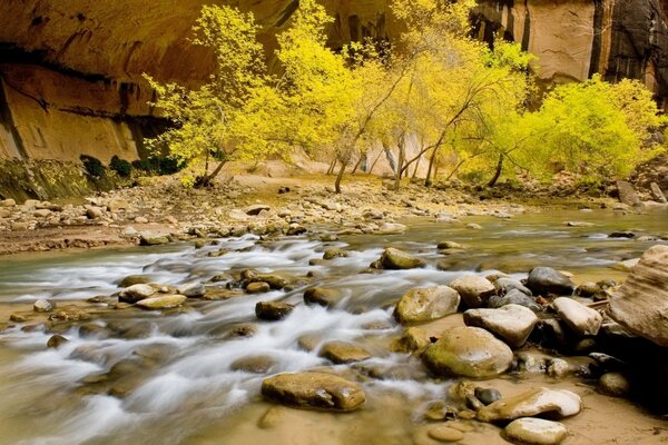 Mountain stream on the background of yellow trees