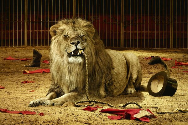 A lion in the circus arena