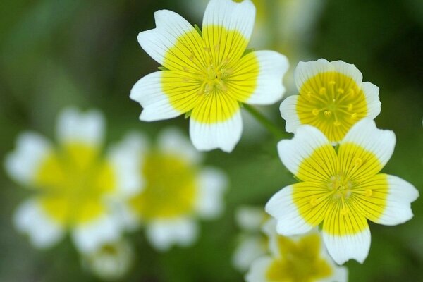 Spring wildflowers close-up