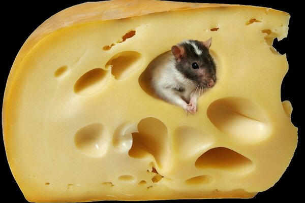 Il topo fa capolino dalla testa del formaggio