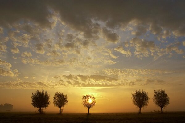 Tramonto nella savana con alberi secchi