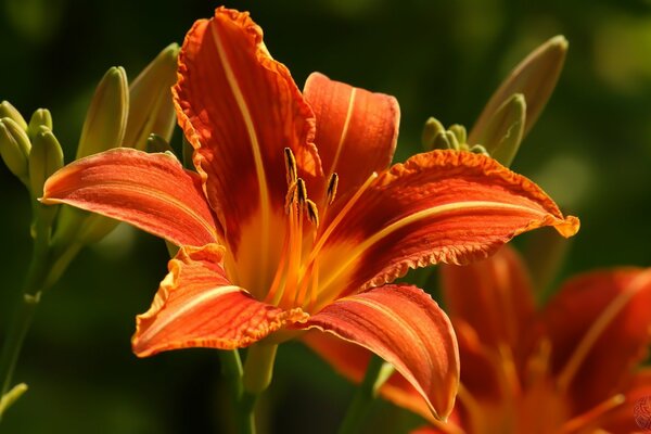 Immagine macro di un giglio arancione