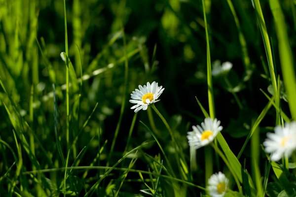 Field daisies on a green field